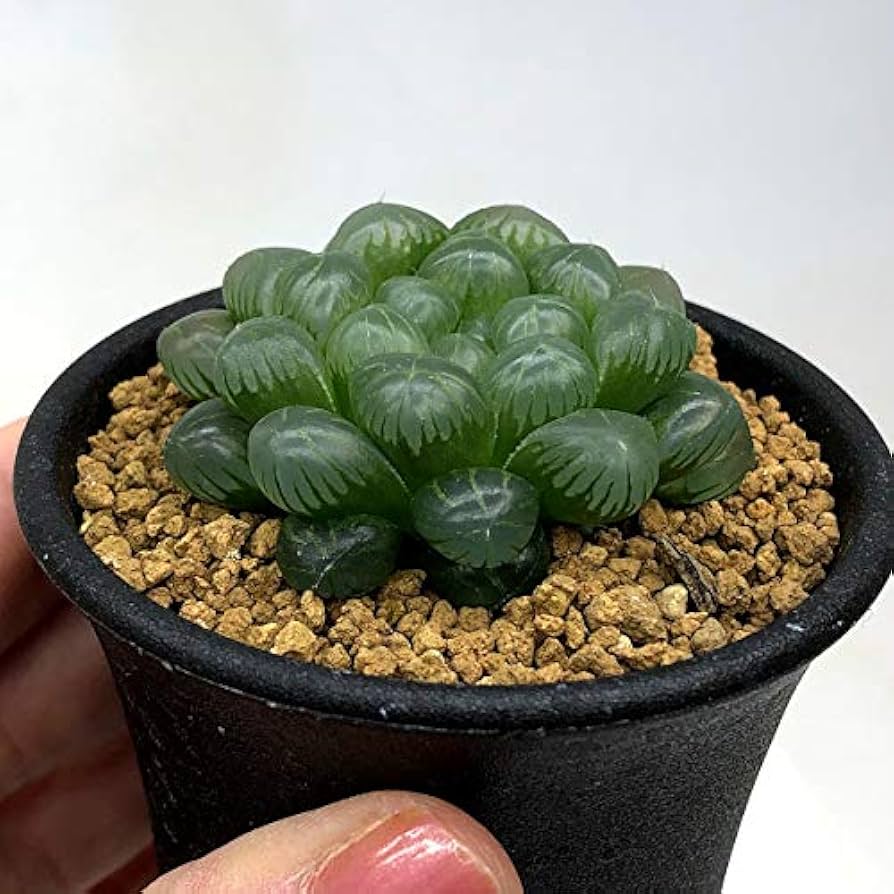 多肉植物　ハオルチア　オブツーサ 楽天市場】多肉植物：ハオルチア オブツーサ*幅4cm : 遊恵盆栽